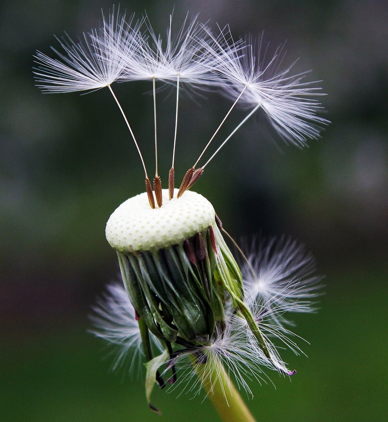 Dandelion Field
